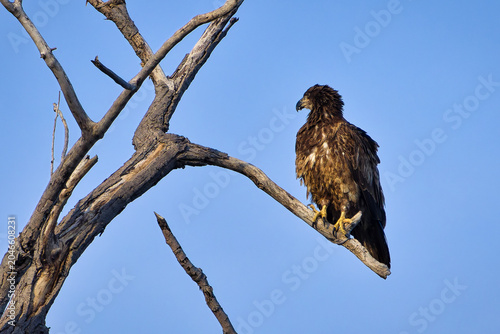 Cuadro en lienzo Juvenile Bald Eagle