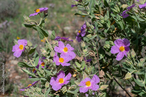 Wild Cistus albidus in full bloom