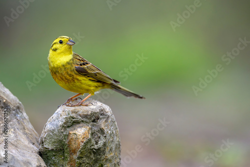 Goldammer Emberiza citrinella
