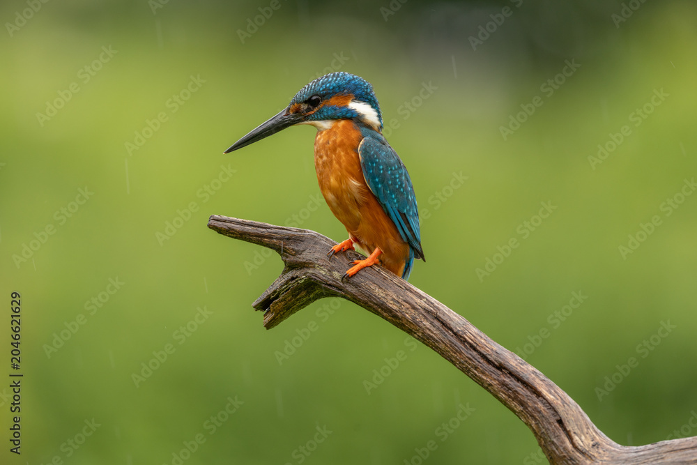 Obraz premium European Kingfisher in England, United Kingdom, perched on a natural branch with a plain background. Vibrant blue and orange plumage of this iconic British wildlife species.