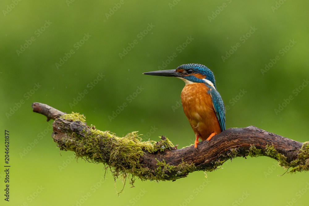 Fototapeta premium European Kingfisher in England, United Kingdom, perched on a natural branch with a plain background. Vibrant blue and orange plumage of this iconic British wildlife species.