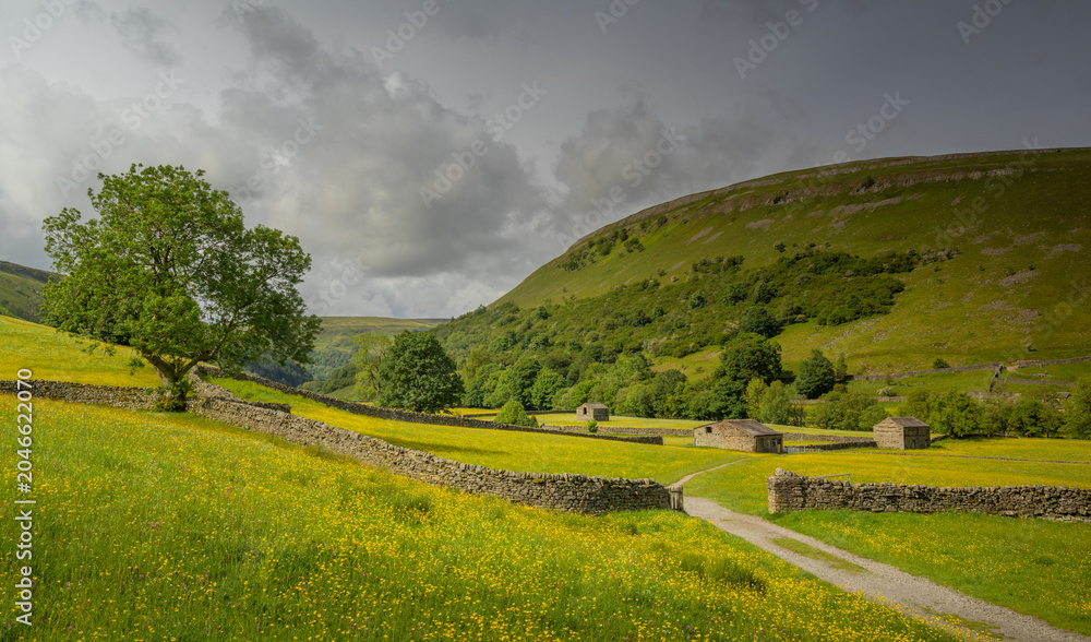 Fototapeta premium Muker Meadows in the Yorkshire Dales, North Yorkshire, England, with wild buttercups and traditional stone walls in Swaledale countryside.