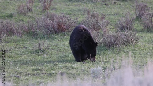 Black Bear in Springtime in Yellowstone National Park Wyoming