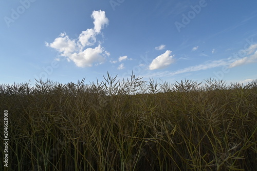 Campo di colza in maturazione - Lobbi, Alessandria, Piemonte, Italia