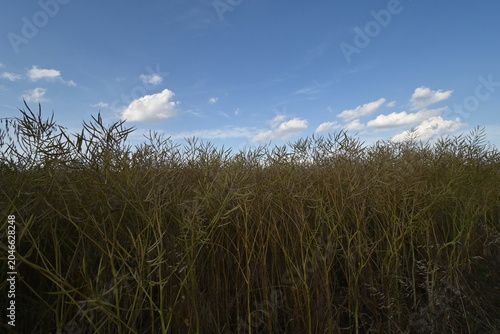 Campo di colza in maturazione - Lobbi, Alessandria, Piemonte, Italia