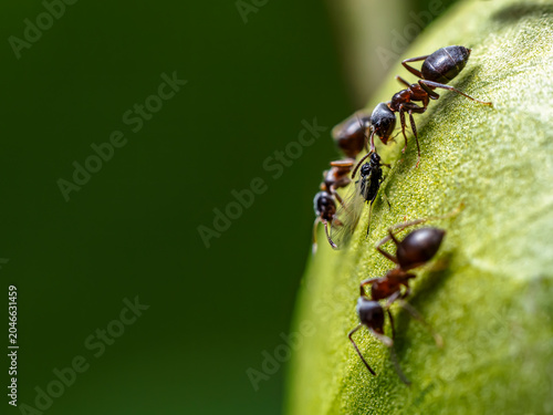 Macro shot Of busy Ants On peony Flower Bud