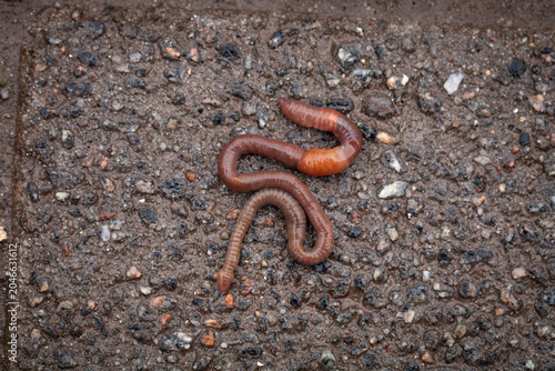 Earthworm crawling on wet asphalt after rain