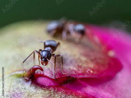 Macro shot Of Ants On peony Flower Bud