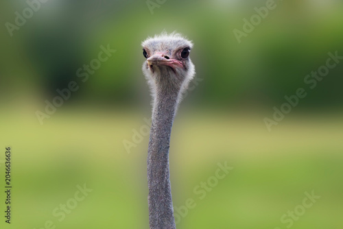 Curious Ostrich Portrait Looking at Camera with Blurred Green Background