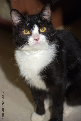 Black and White Tuxedo Cat Looking Directly at Camera Indoors