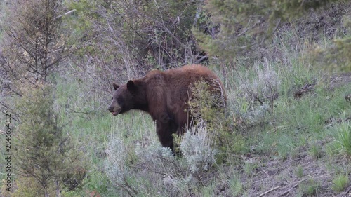 Black Bear in Springtime in Yellowstone National Park Wyoming
