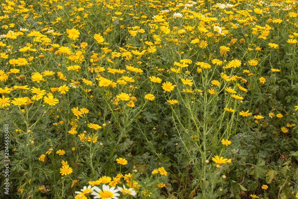 Obraz premium Close-up of a field full of daisies and chamomile. Flowers in the countryside. Yellow and green. 