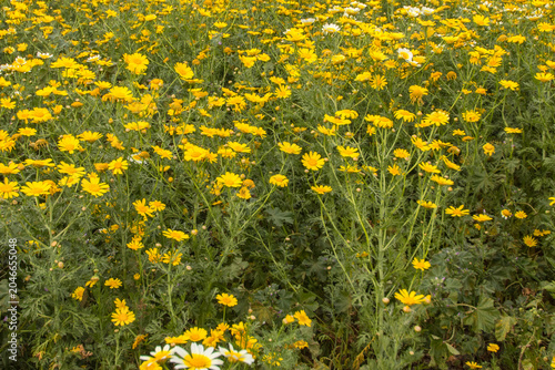 Close-up of a field full of daisies and chamomile. Flowers in the countryside. Yellow and green.
