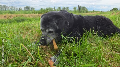 A big old dog is gnawing on a bone in the grass.


