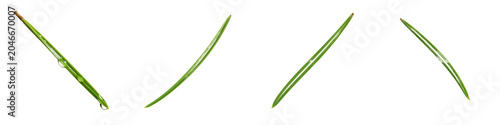 Quadro su tela Isolated Pine Needles PNG Set, Realistic Green Conifer Tree Foliage Transparent