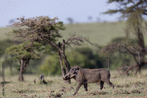 Photography Trotting Warthog