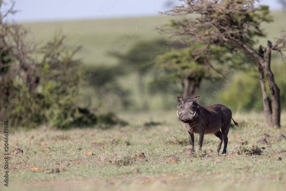 Fototapeta premium Wary Warthog