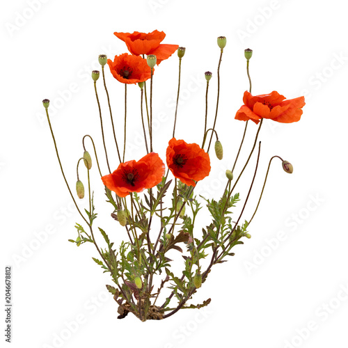 Foto Red poppy plant isolated on transparent background