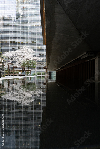 水鏡に映る虎ノ門金刀比羅宮の桜