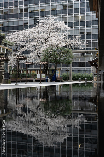 水鏡に映る虎ノ門金刀比羅宮の桜