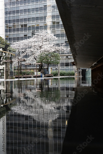 水鏡に映る虎ノ門金刀比羅宮の桜