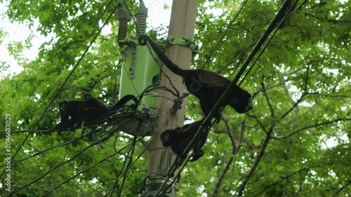 Howler monkeys navigate power lines and an electrical utility pole surrounded by lush green tropical forest canopy. Mother monkey carries baby on back while crossing wires.
