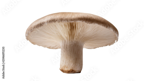 Foto Isolated fresh organic edible mushroom with a broad cap and delicate cream gills