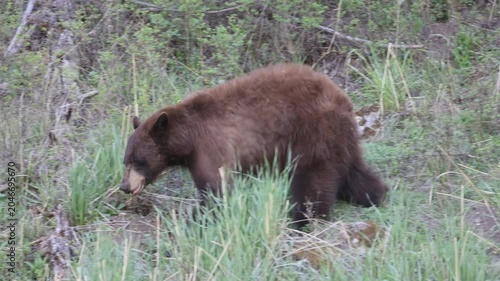 Black Bear in Springtime in Yellowstone National Park Wyoming