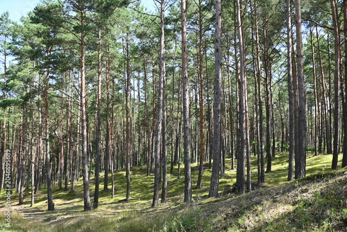 Beautiful pine forest with tall trees and green mossy ground on a sunny summer day