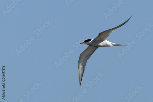 Canvas Print Common Tern Flying in Blue Sky