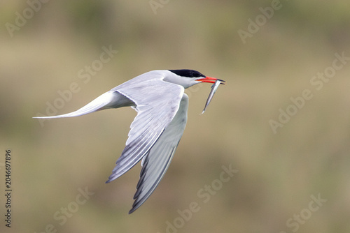Photography Common Tern with Fish in Bill
