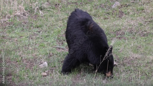 Black Bear in Springtime in Yellowstone National Park Wyoming