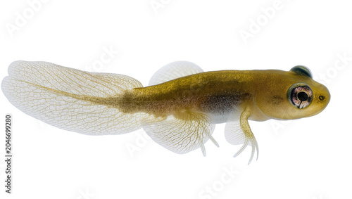Bild auf Leinwand Isolated tadpole during metamorphosis, growing hind legs and developing as an am