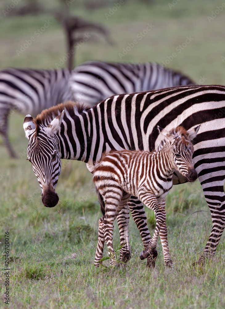Obraz premium Baby Zebra