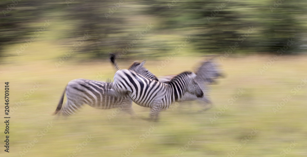 Fototapeta premium Zebra Speed