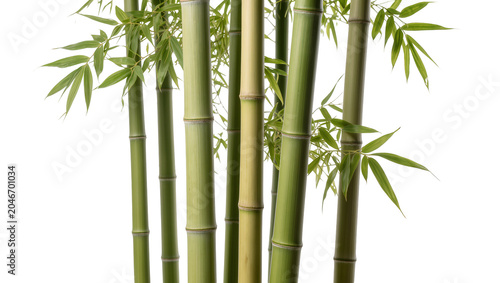 Isolated green bamboo plant with multiple stalks and lush leaves, nature element.