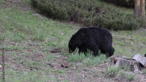 Black Bear in Springtime in Yellowstone National Park Wyoming