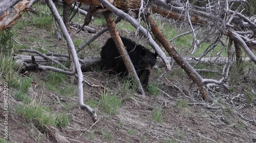 Black Bear in Springtime in Yellowstone National Park Wyoming