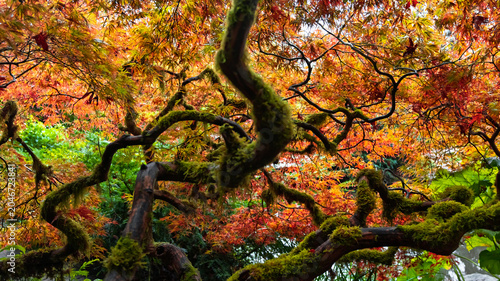 Japanese maple tree branches covered in moss in autumn in Kubota Garden, Seattle