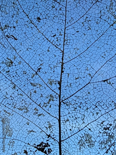 Fotografie Abstract background of a decomposed leaf against blue sky