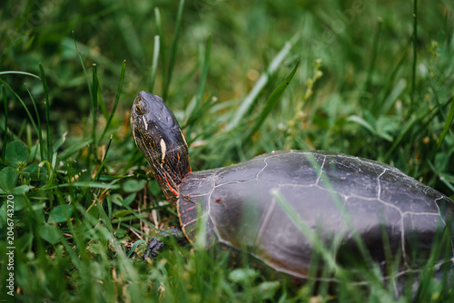 Painted turtle extending neck while exploring grassland