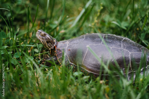 Painted turtle crawling through green grass in Indiana