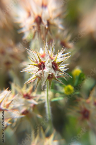 Trifolium stellatum, the star clover, is a species of annual herb in the family Fabaceae