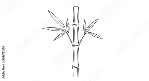 Elegant Bamboo Plant Stalk Line Art Illustration. Detailed Hand-Drawn Minimalist Graphic Design Element with Leaves.