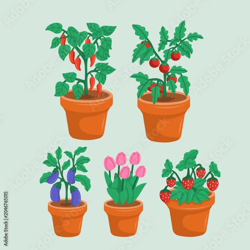 Cute potted garden plants illustration set with tomatoes peppers strawberries and tulips in terracotta pots