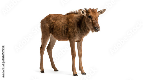 An endearing young wildebeest calf, with its distinctive brown coat and delicate features, stands gracefully isolated on a pristine white studio background