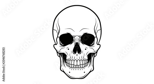 Detailed human skull illustration, front view, in black and white line art vector graphic for design projects, anatomy, and Halloween.