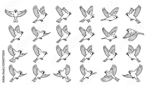 Photos Realistic Sparrow Flight Line Art Vector Pack with Extended Wings Bird Illustrat