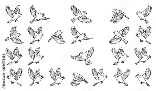 Foto Flying Sparrow Line Art Vector Set with Detailed Bird Outline Illustrations