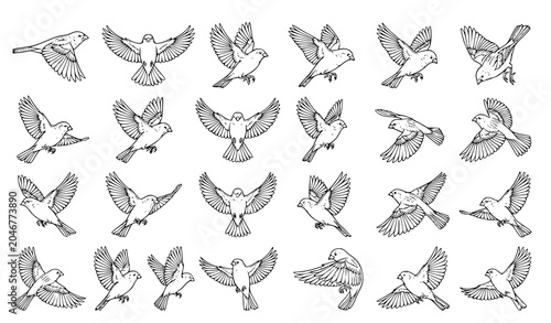 Foto Detailed Sparrow in Flight Outline Collection for Coloring Pages and Nature Educ